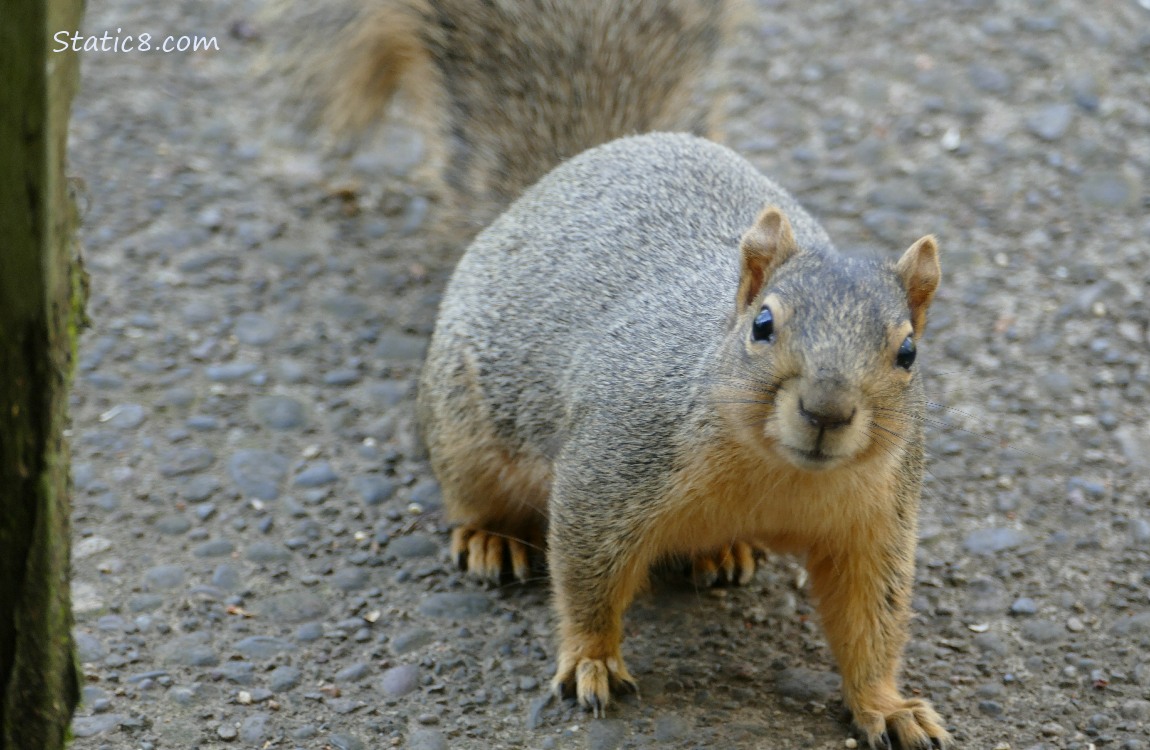 Squirrel standing on the sidewalk