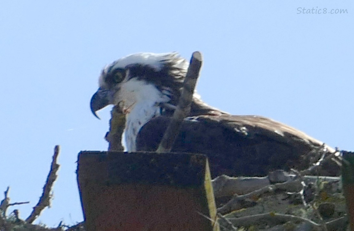 Osprey up in a platform nest, looking to the left