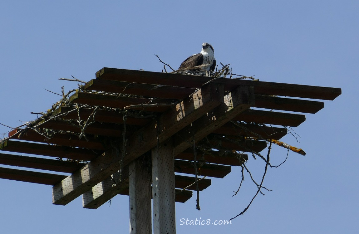 Platform nest with an Osprey standing among the sticks