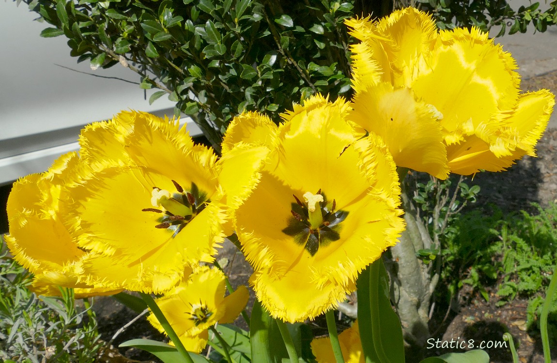Yellow Tulips
