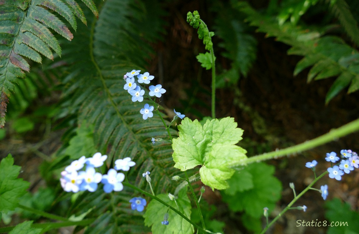 Forget Me Not blooms with Fringe Cup and Sword Fern