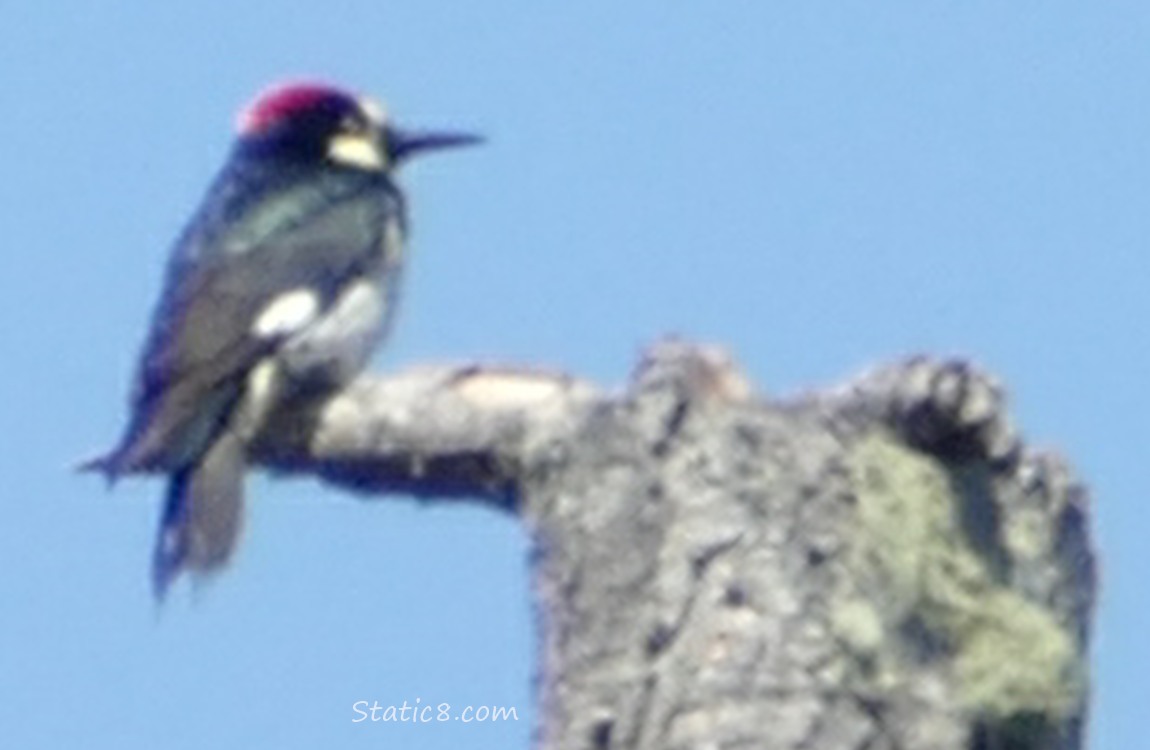 Acorn Woodpecker standing on a snag