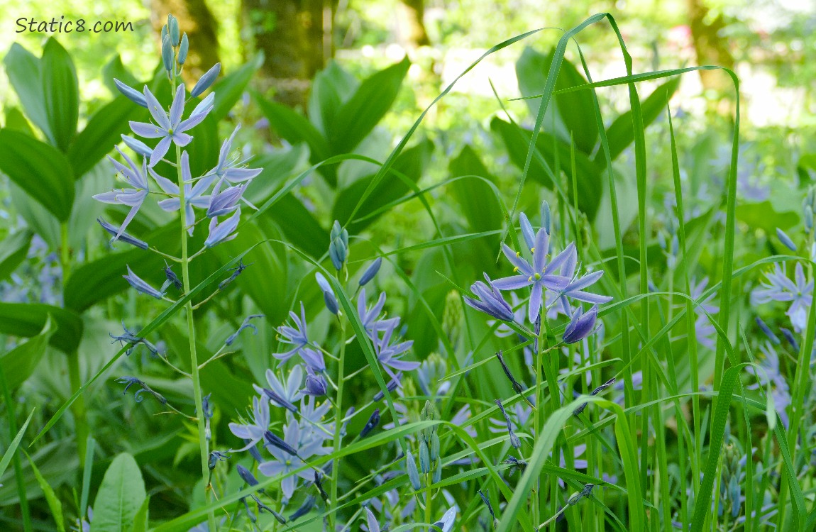 Camas Lily blooming in the grass