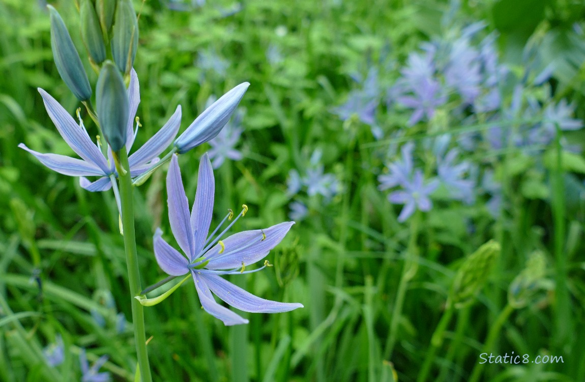 Camas Lily blooms in the grass