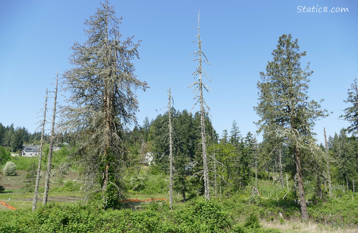 Dead Douglas Fir trunks against the blue sky