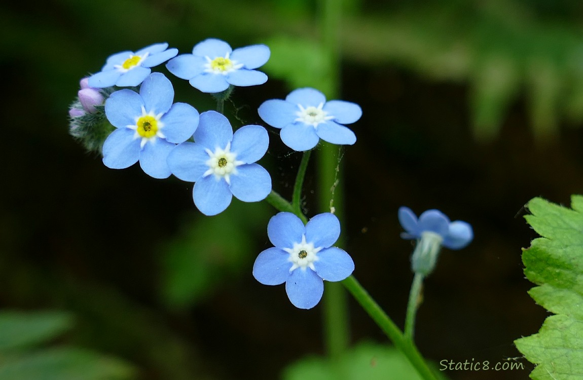 Closeup of Forget Me Not blooms