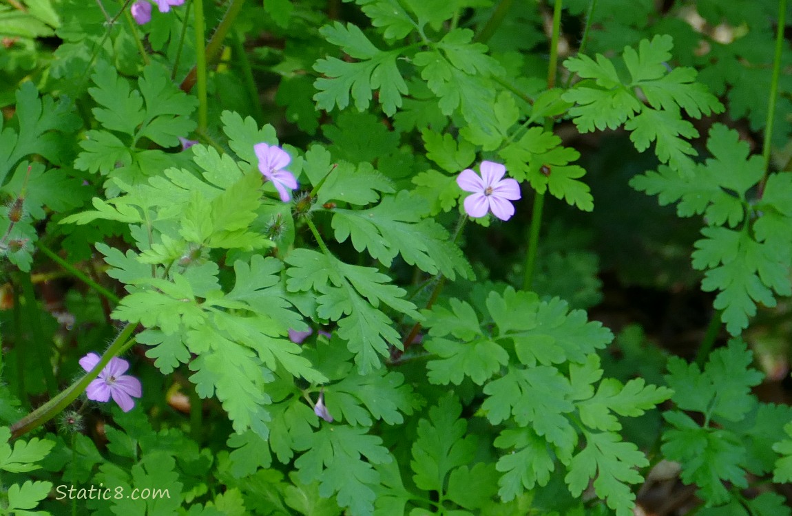 Herb Roberts blooms and leaves