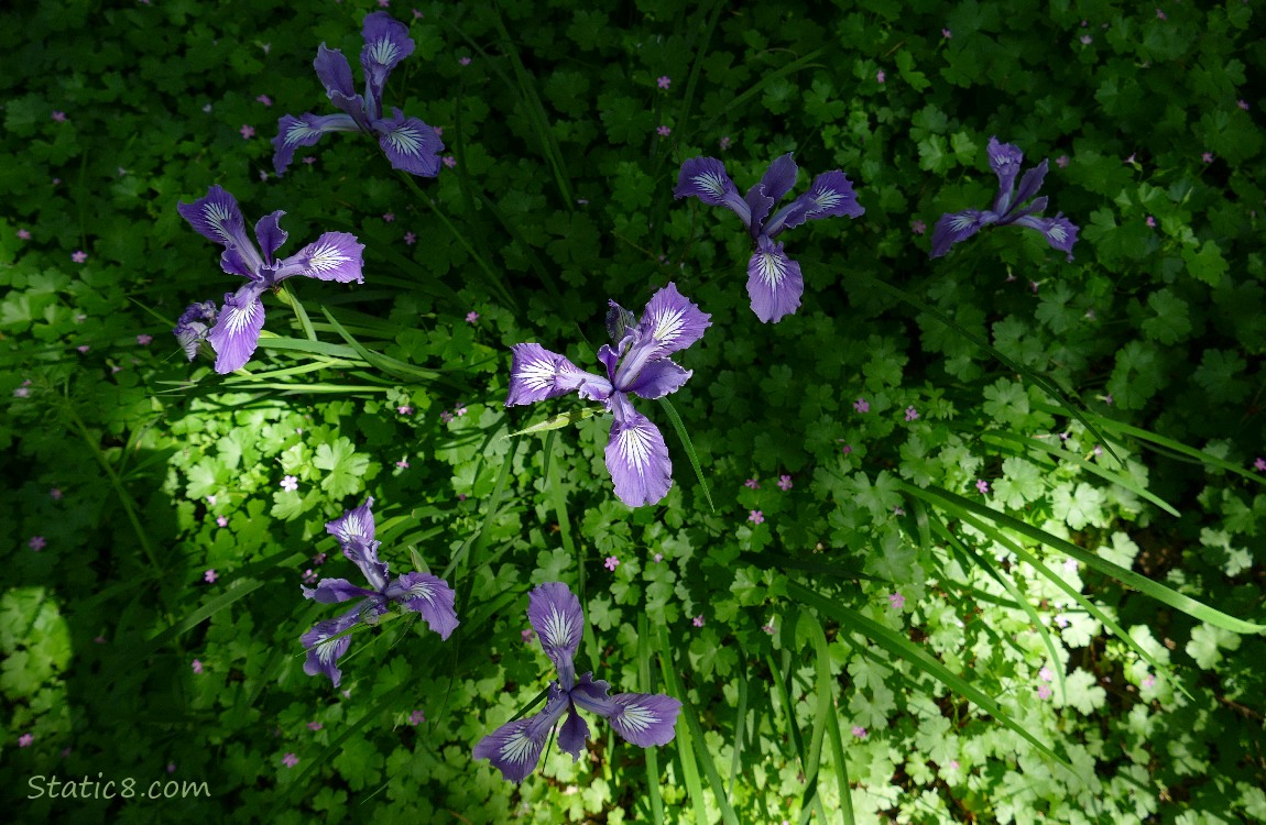 Looking down at a clump of Oregon Iris blooms