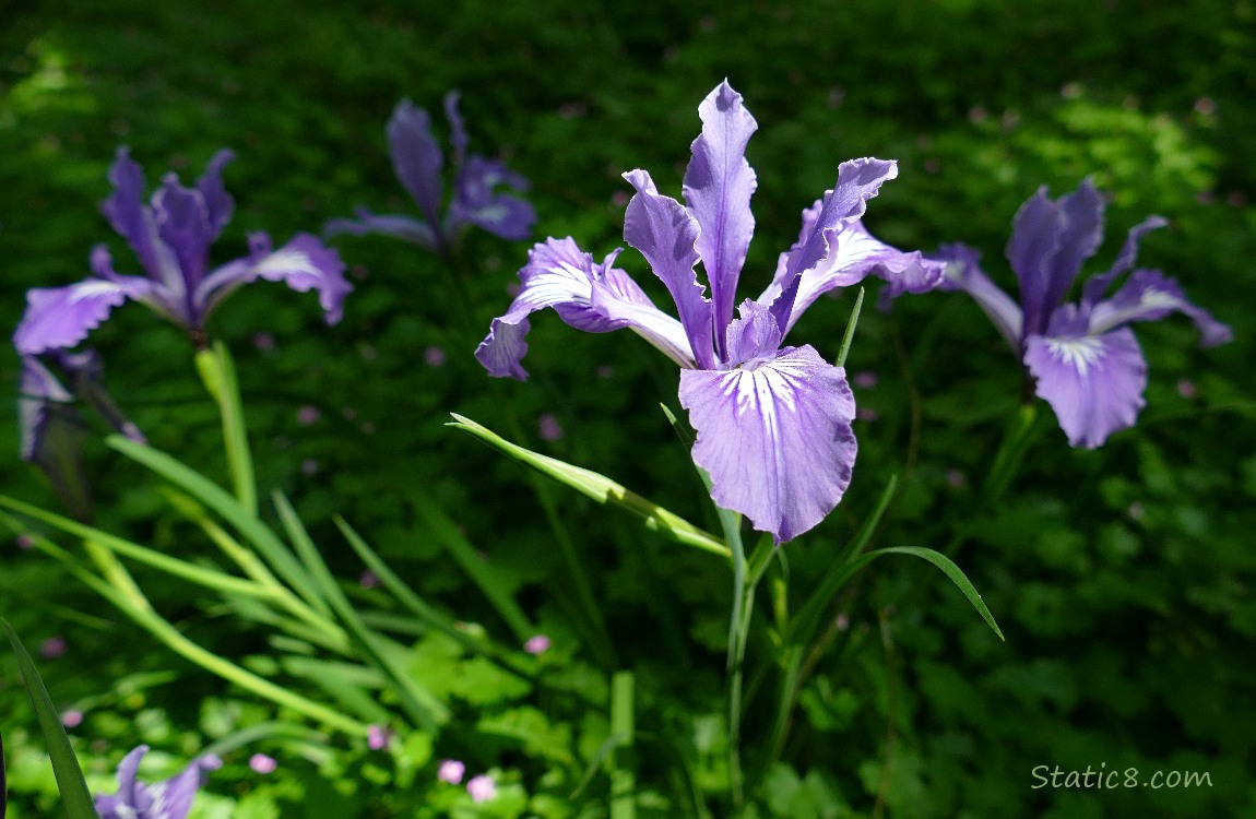 Oregon Iris blooms