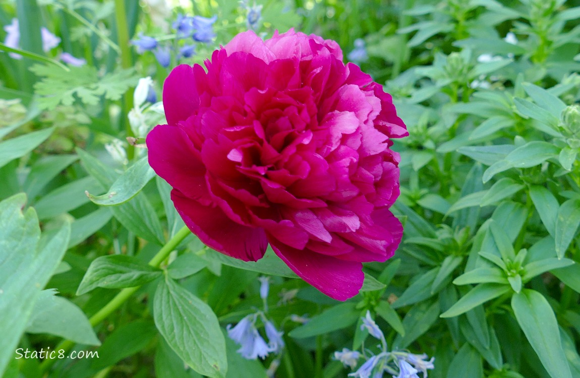 Red violet Peony bloom surrounded by green leaves