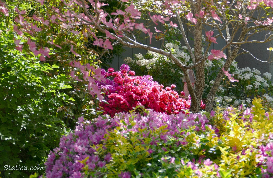 Pink and white flower bushes in the dappled sunlight