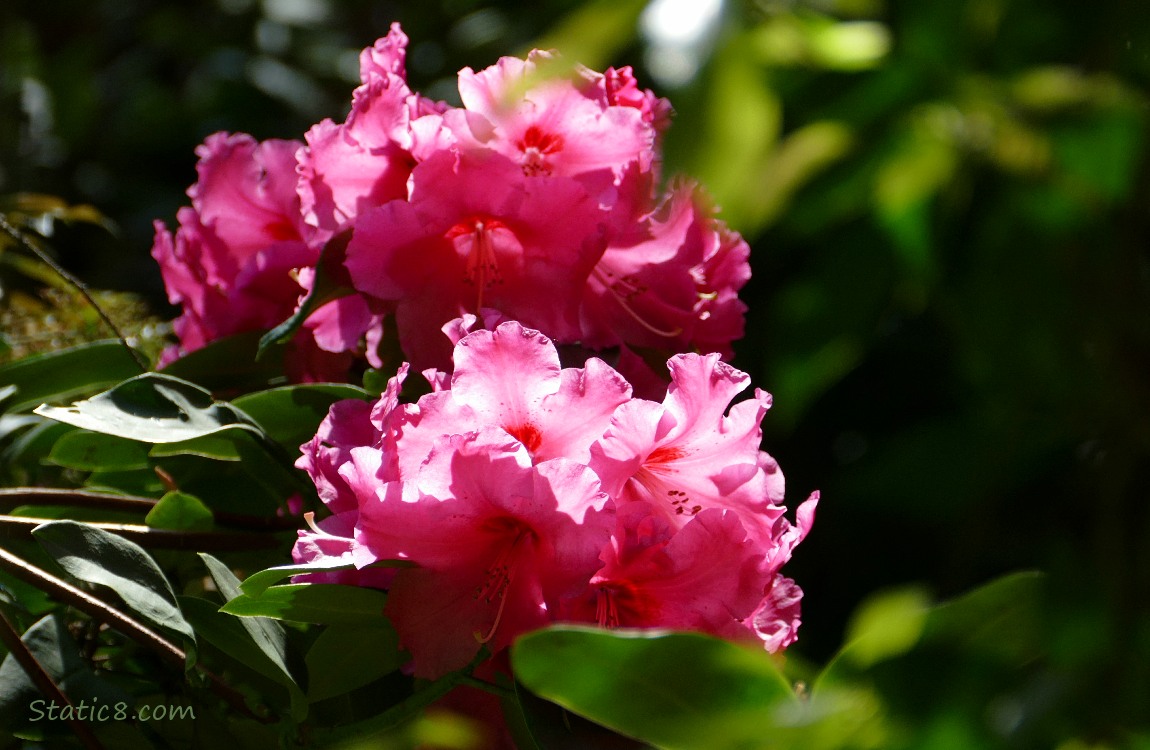 Pink Rhododendron blooms shining in the sun, surrouded by shadows