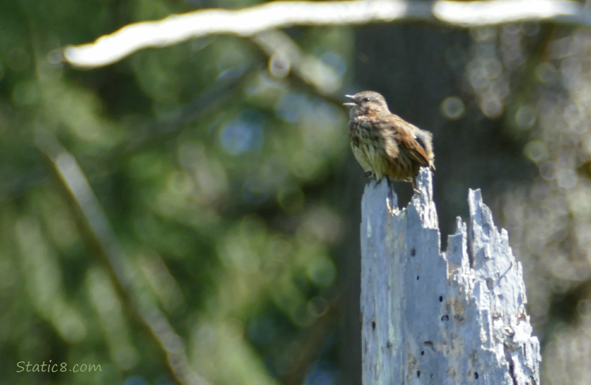 Song Sparrow singing from the top of a bleached out snag