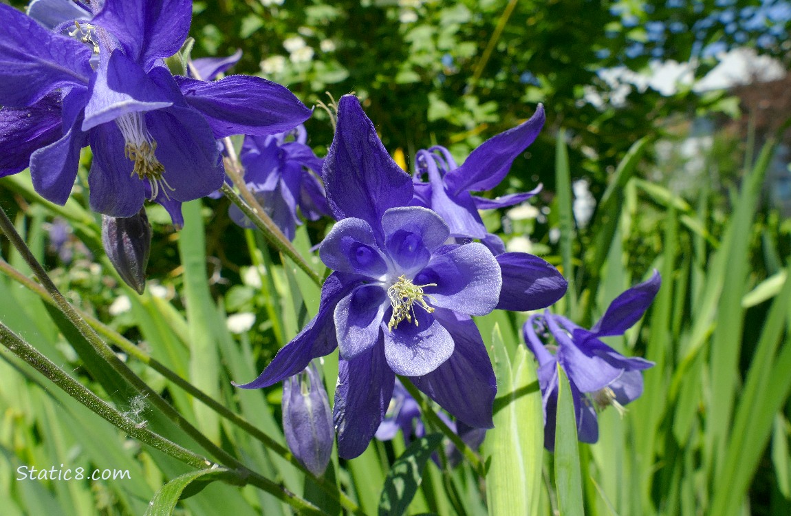 Cobalt purple Columbine blooms
