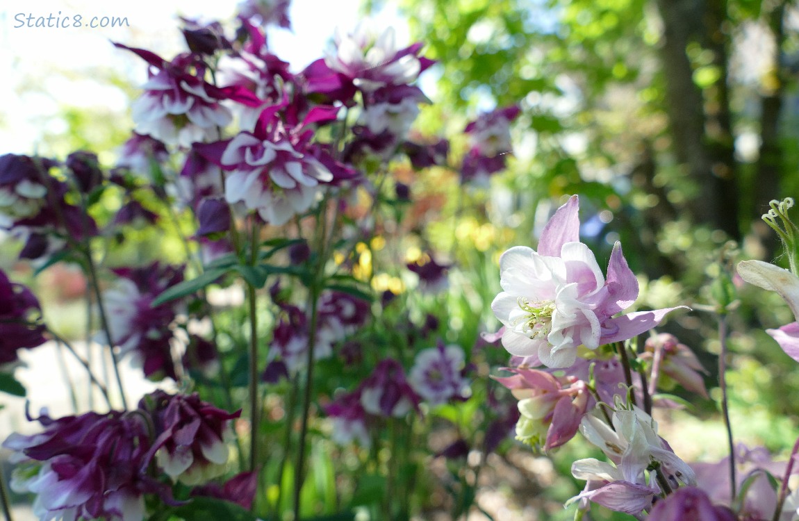 Double petal Columbine blooms