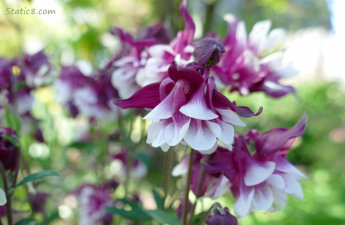 Purple and white, double petal Columbine blooms