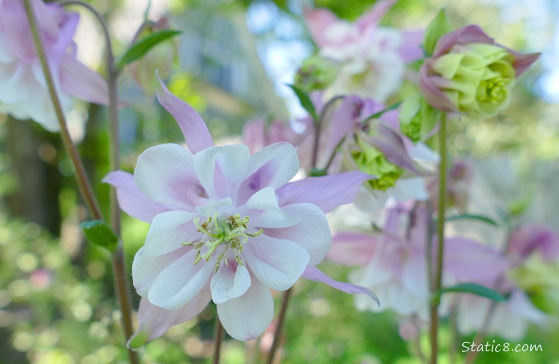 Pastel double petal Columbine blooms