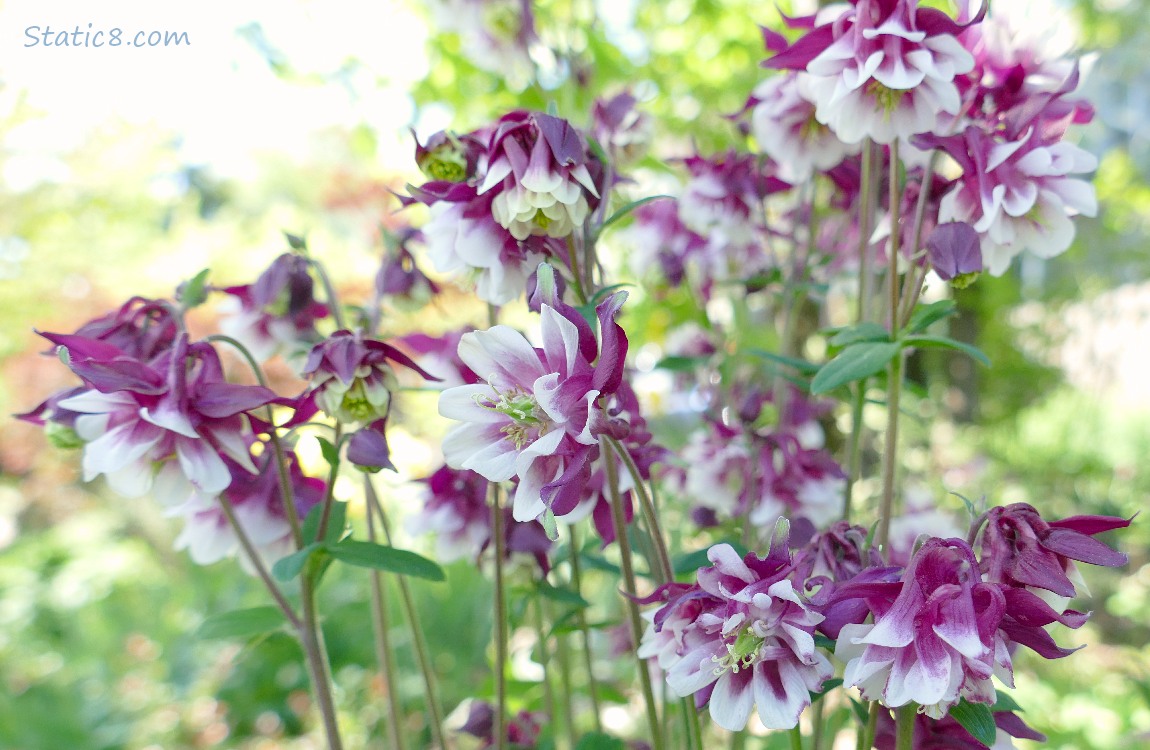 Purple and white, double petal Columbine blooms
