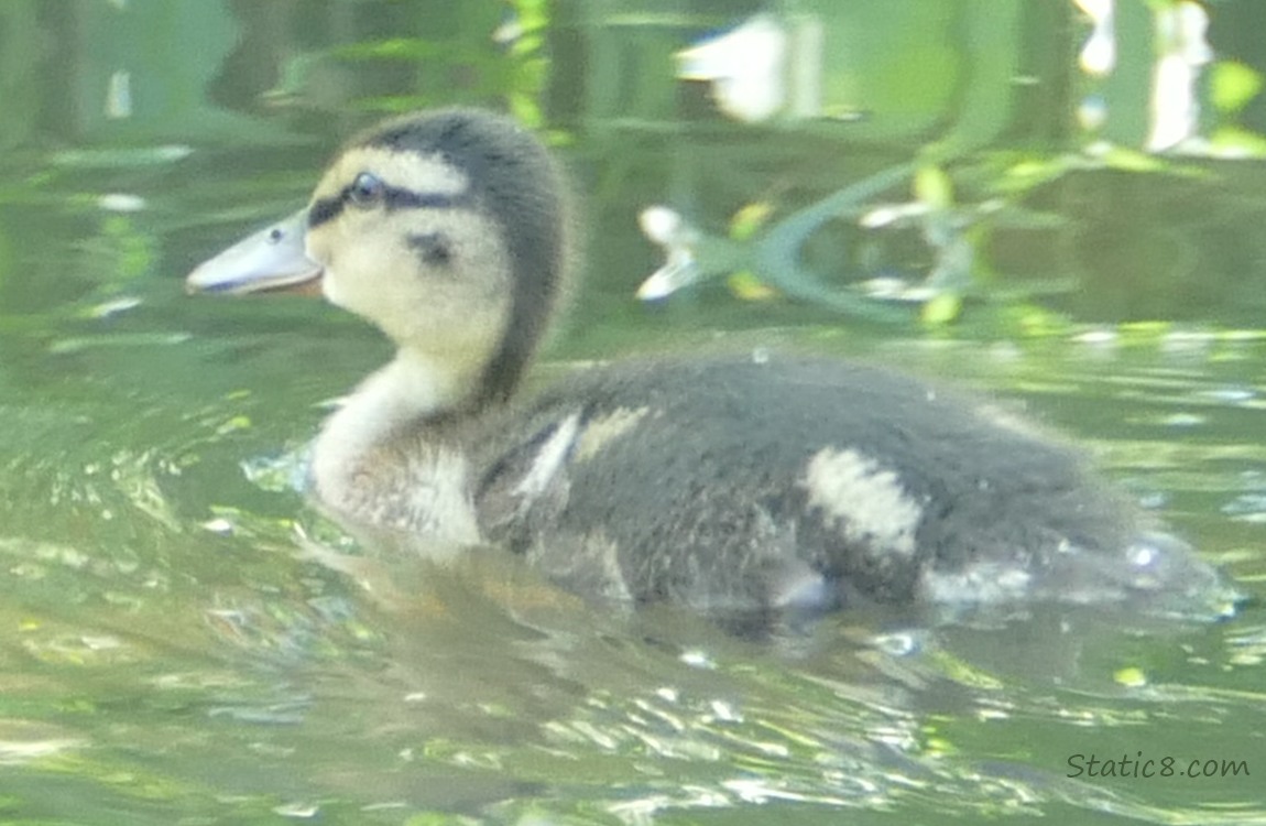 Mallard duckling paddling on the water