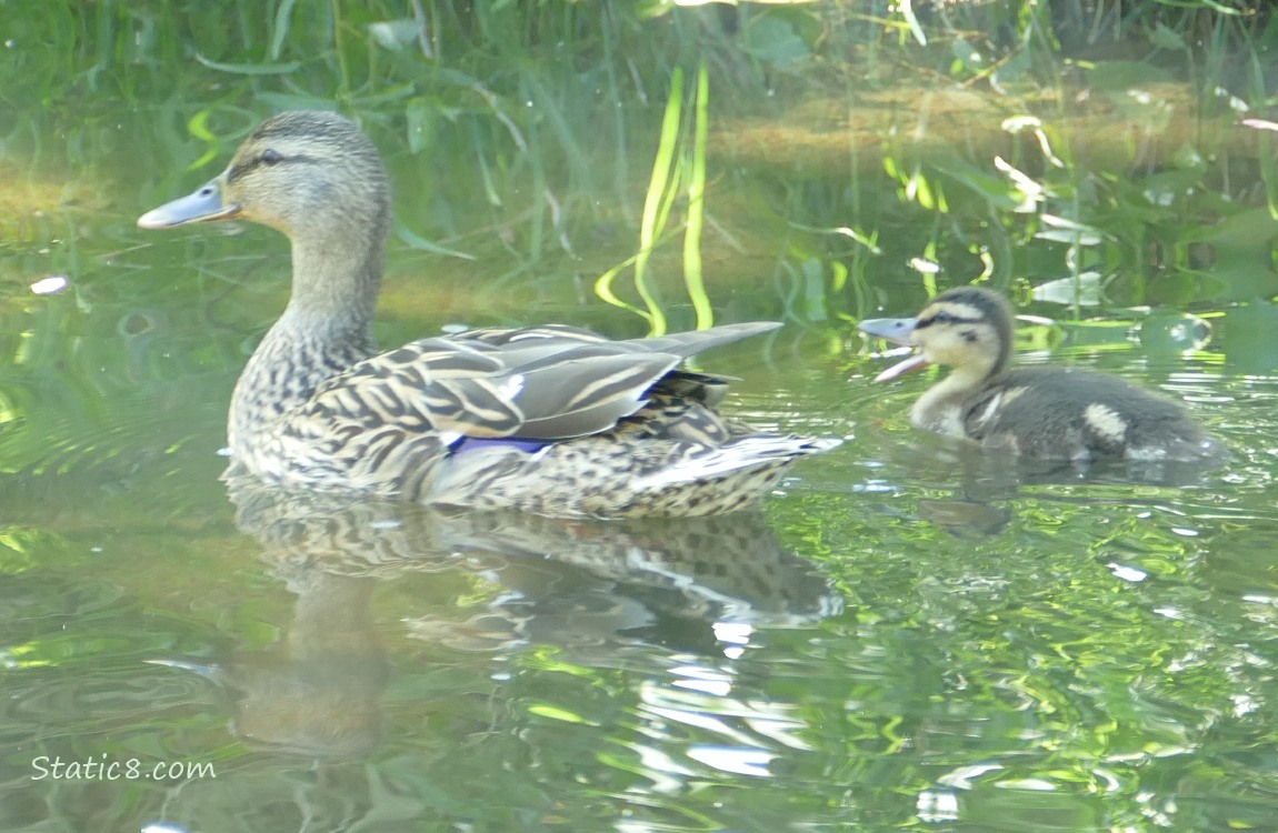 Mama Mallard and duckling paddling on the water
