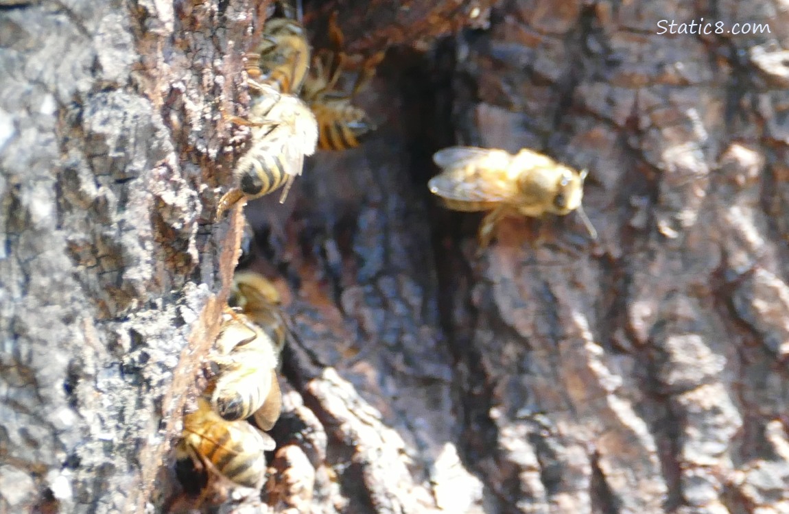 Honey Bees going in and out a hole in a tree