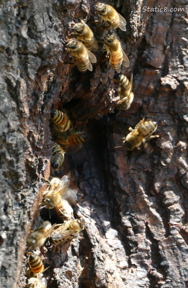 Honey Bees going in and out a hole in a tree