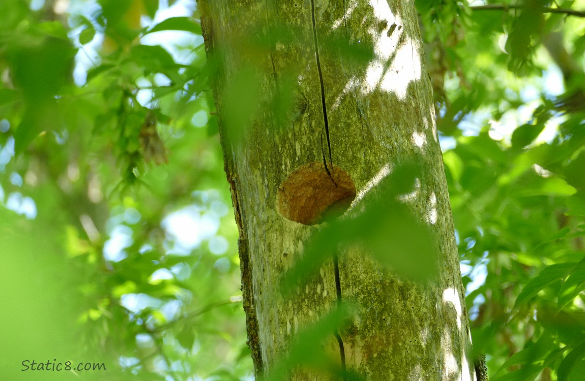 Woodpecker hole in a dead tree trunk