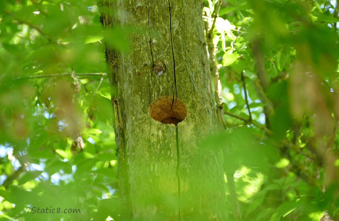 Woodpecker hole in a dead tree trunk