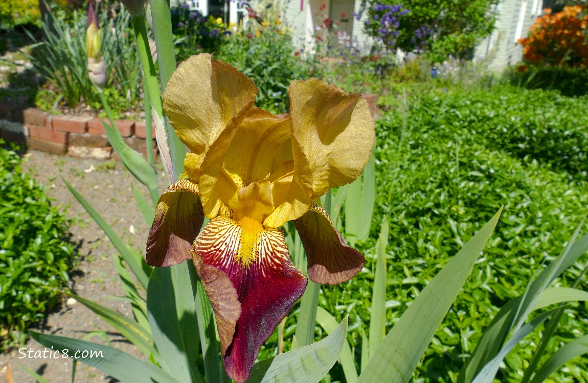 Yellow and red Iris bloom