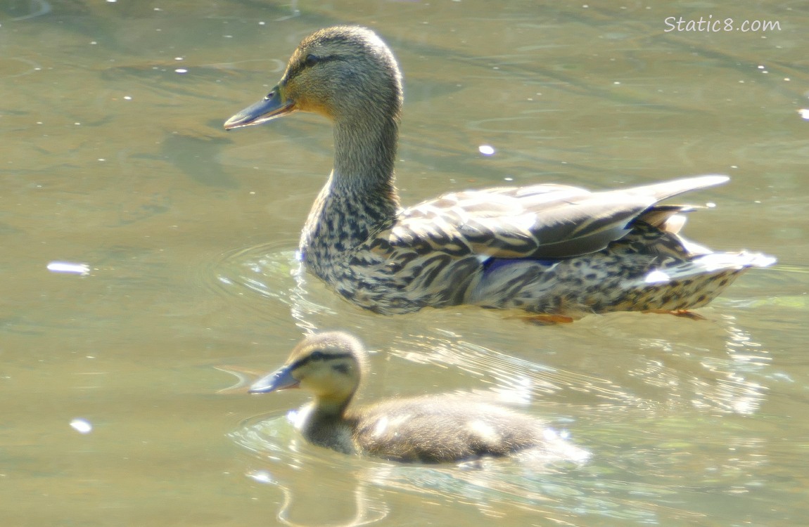 Mama Mallard and duckling paddling on the water