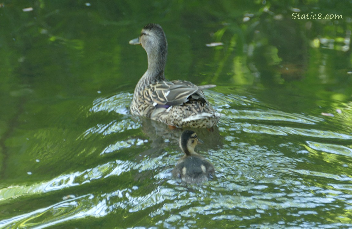 Mama Mallard and duckling paddling away on the water