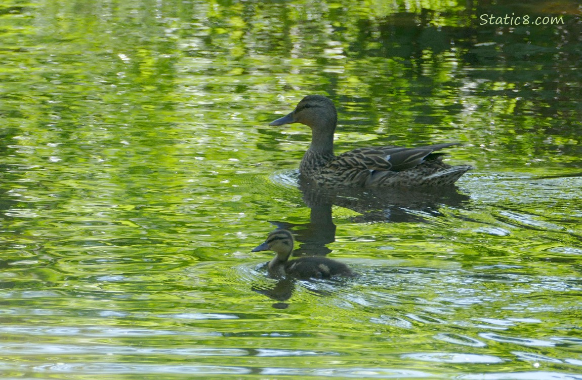 Mama Mallard and duckling paddling on the water