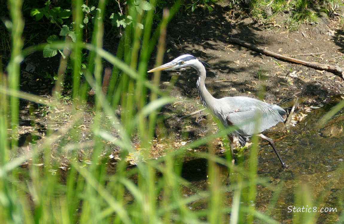Great Blue Heron walking in very shallow water, past tall grasses