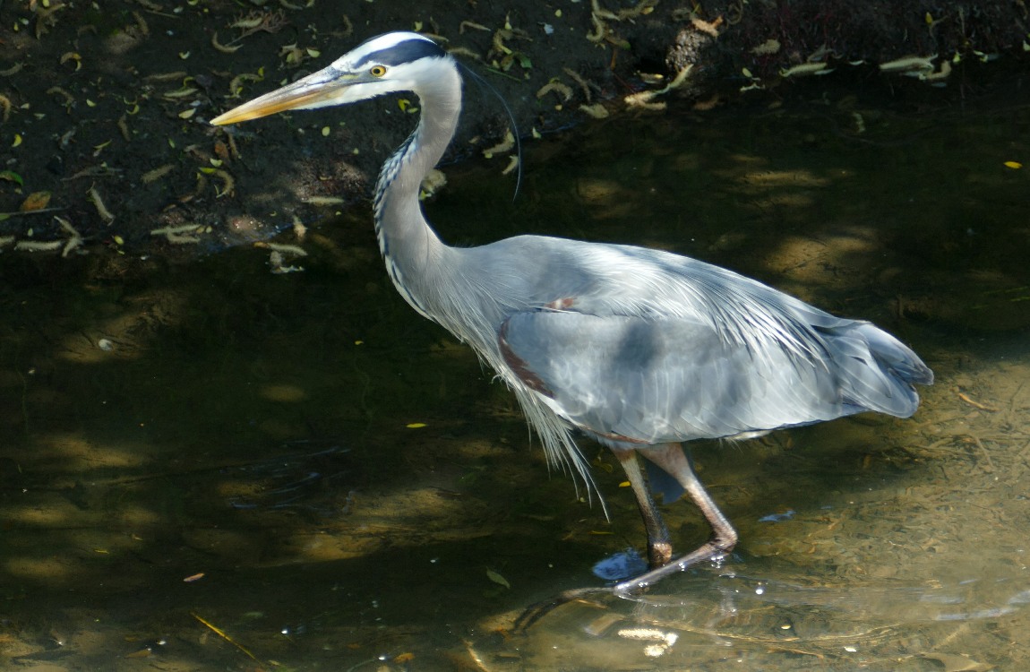 Great Blue Heron walking in very shallow water