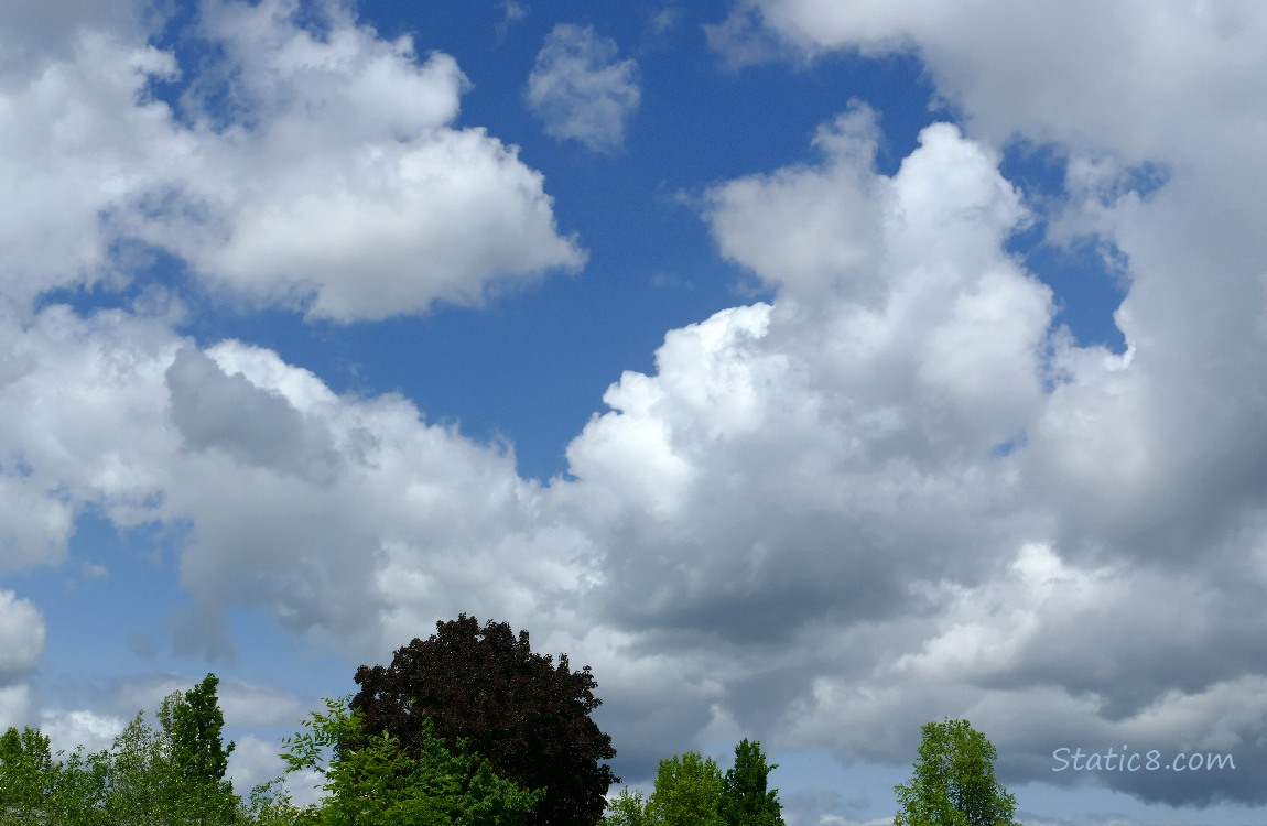 Puffy white clouds in a blue sky over green trees