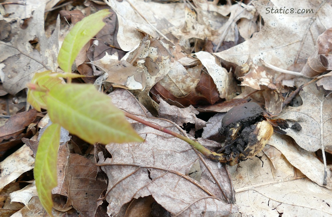 Tiny tree pulled up and showing it growing from its nut