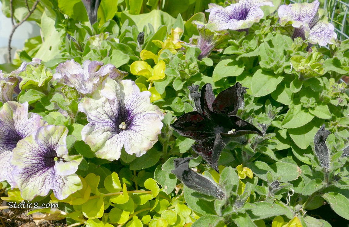 Petunia blooms, a black one opening up past white blooms with purple veining!
