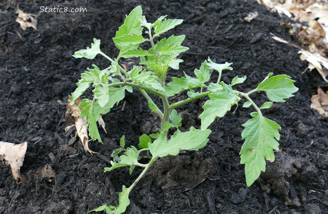 Small Sungold tomaato planted in dirt