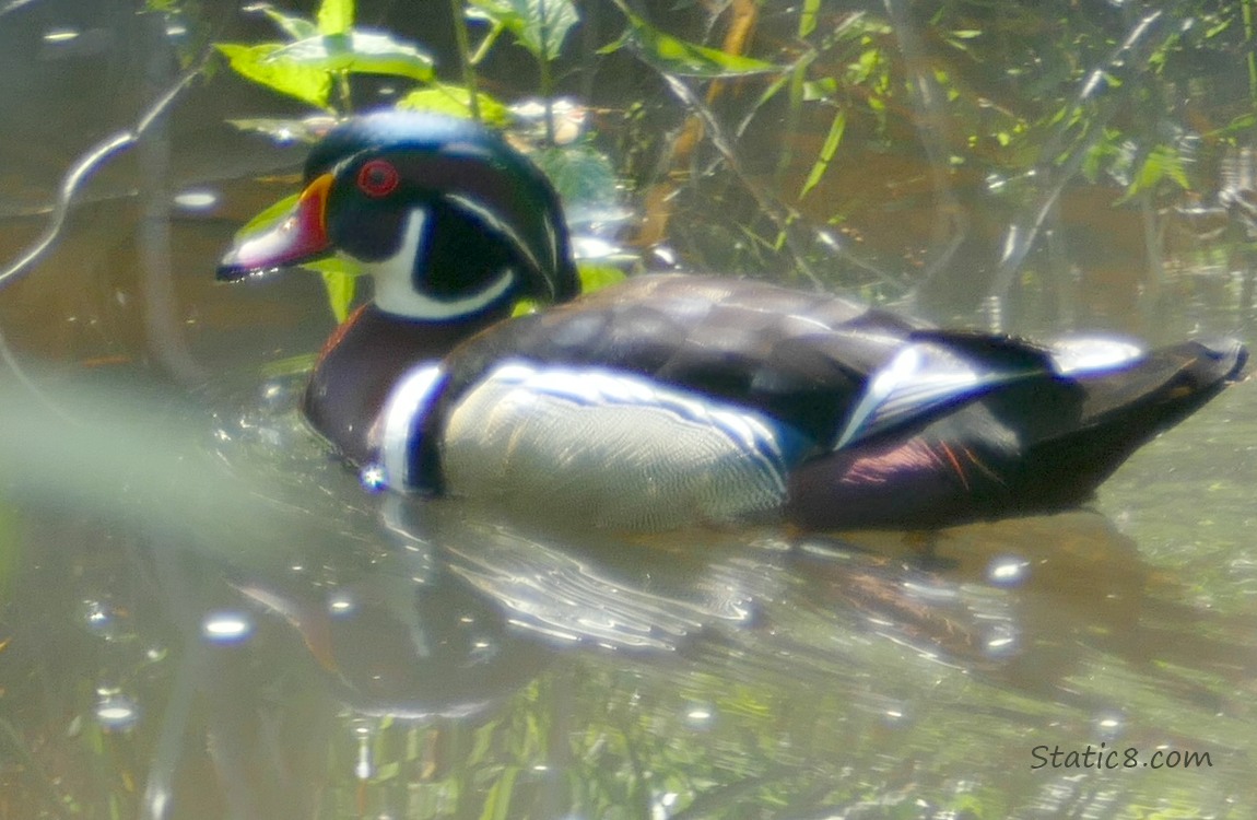 Male Wood Duck paddling on the water