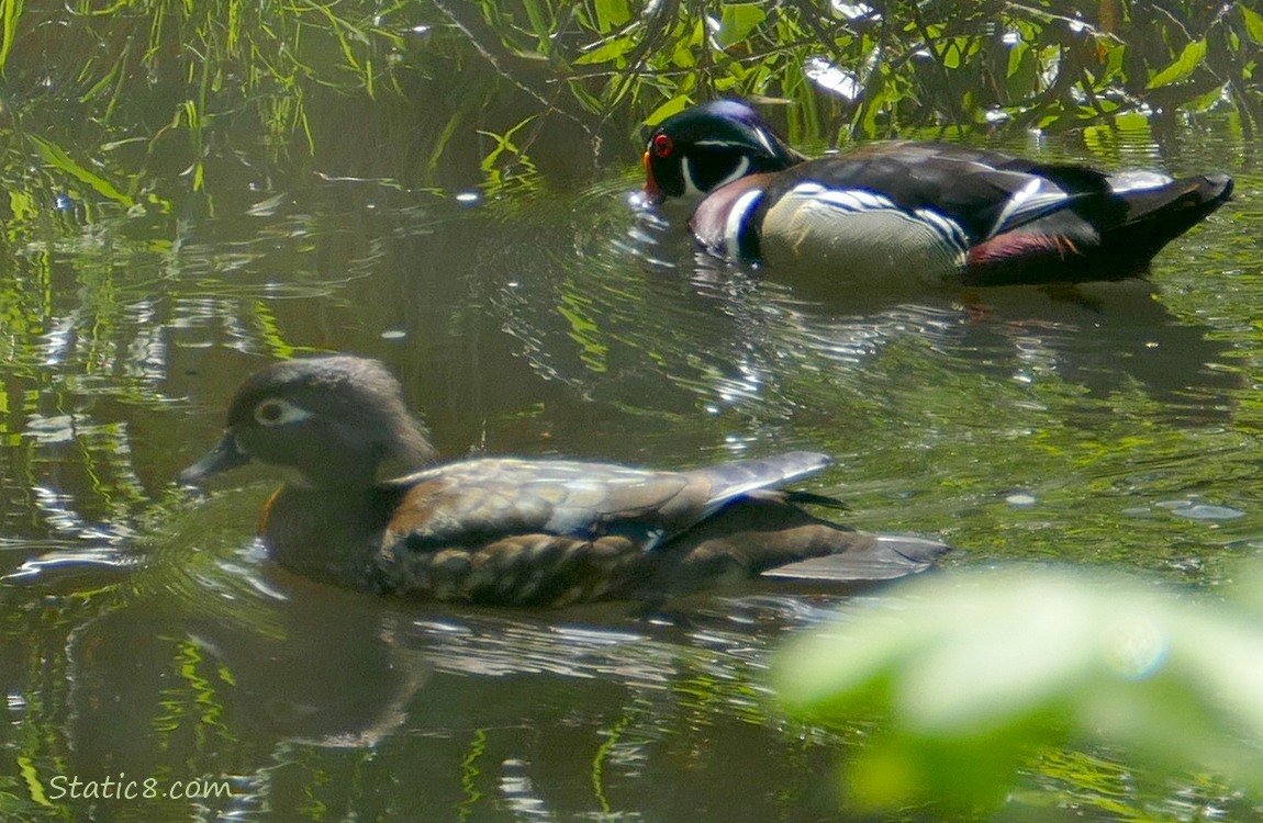Pair of Wood Ducks paddling on the water