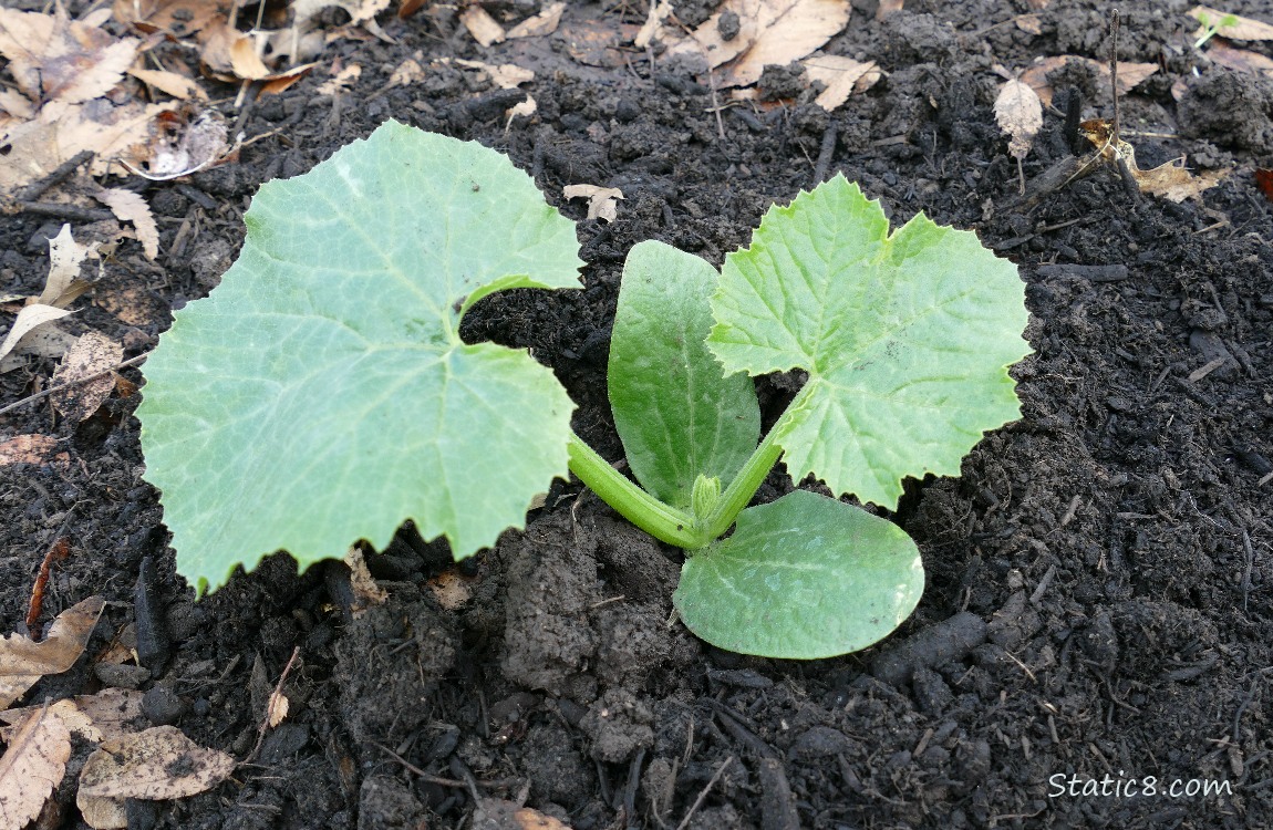 Small Zucchini planted in dirt