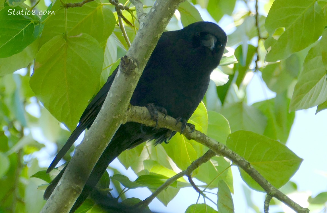American Crow looking down from a tree branch