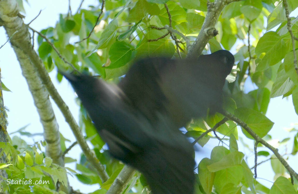 American Crow flying