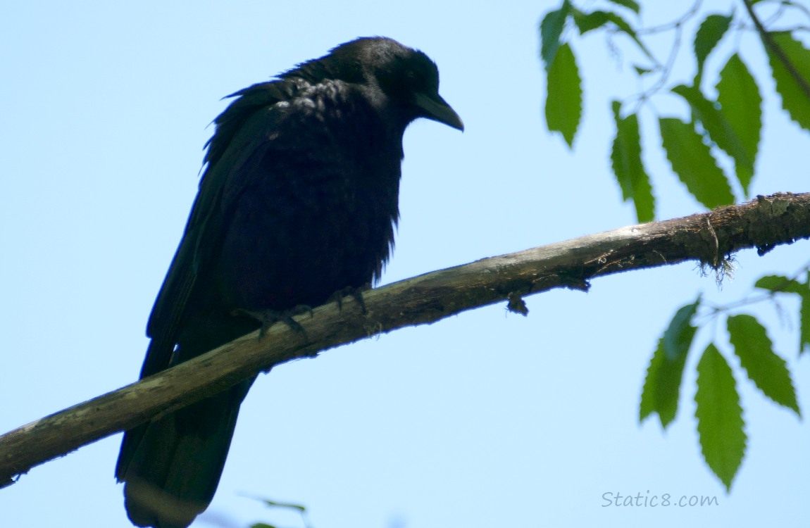 American Crow standing on a tree branch with blue sky behind