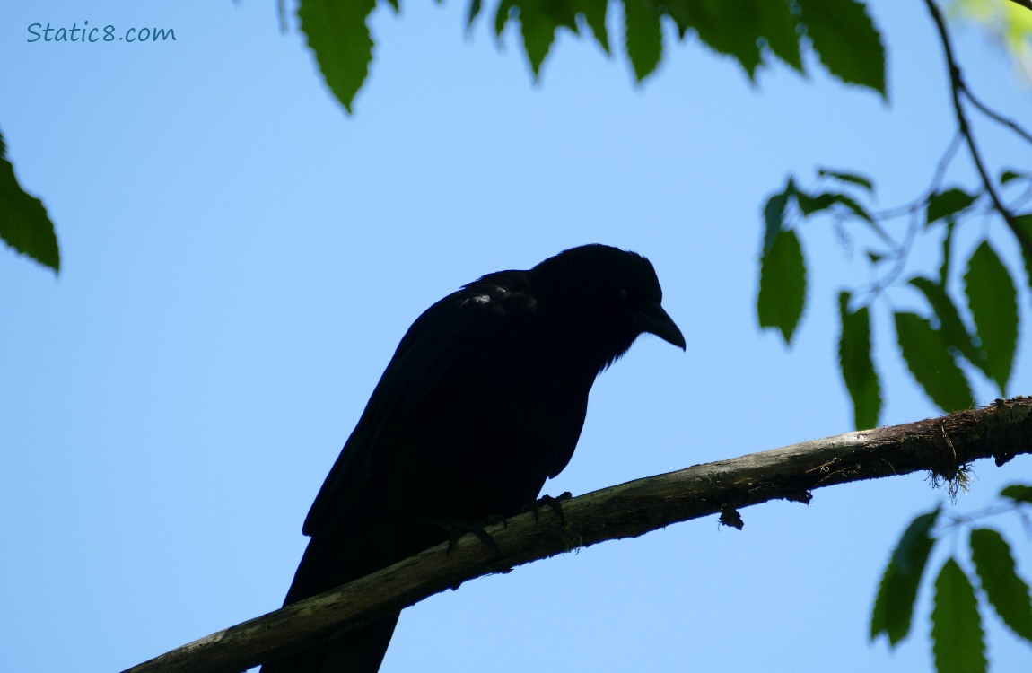 American Crow standing on a tree branch with blue sky behind