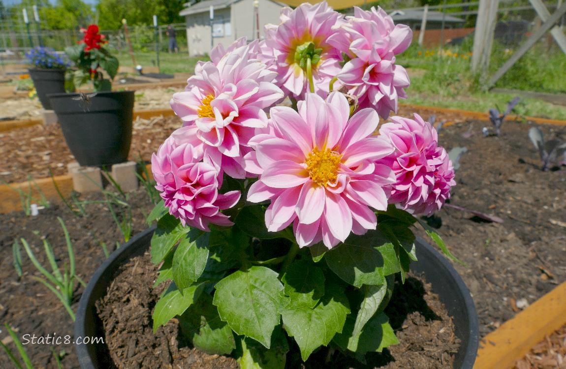 Pink Dahlia blooms growing in a pot, the community garden in the background