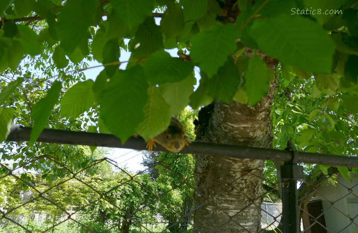Squirrel crouching on a chain link fence under some tree leaves