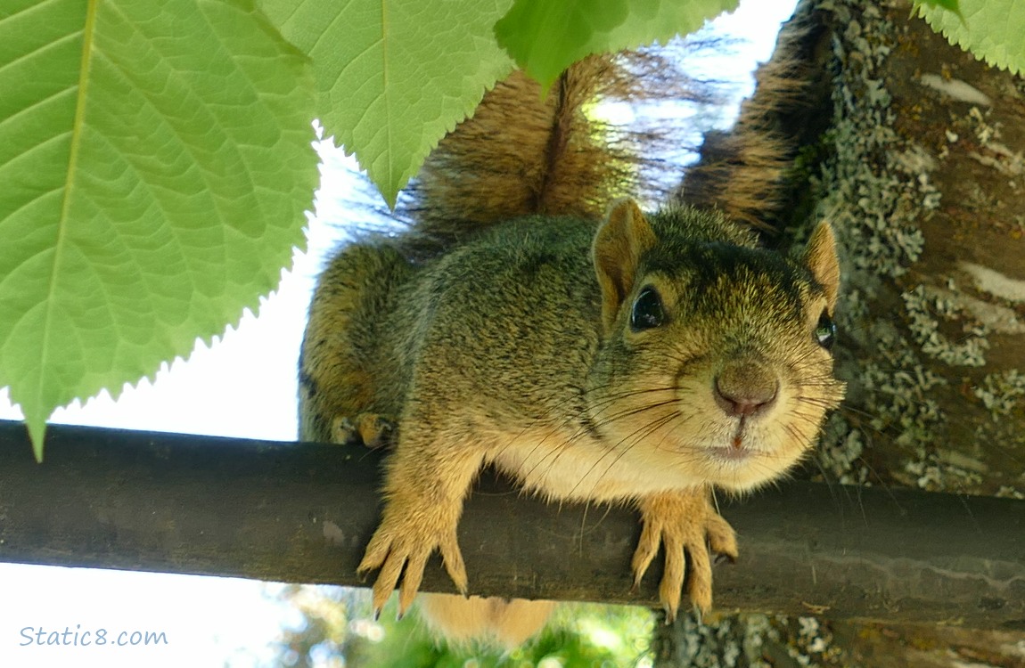 Squirrel crouching on a chain link fence under some tree leaves