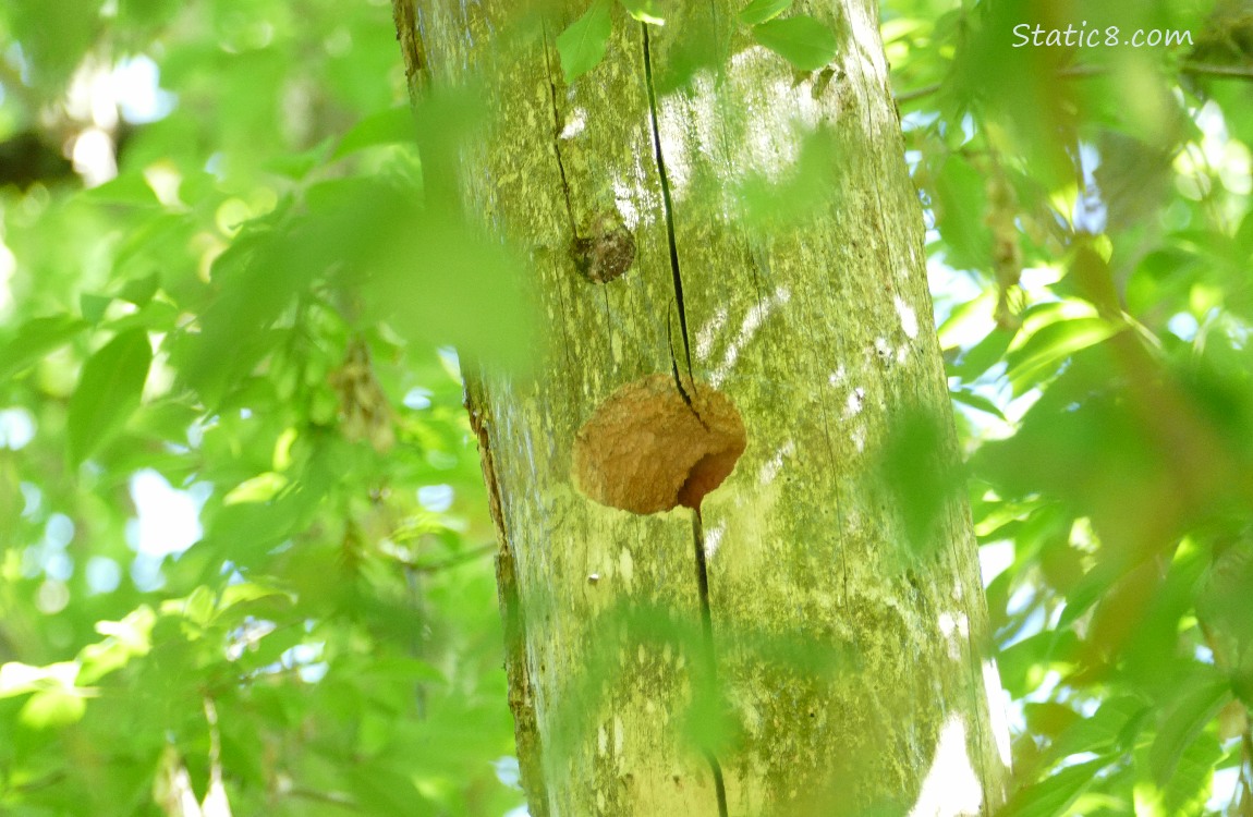 Woodpecker hole in a dead tree trunk