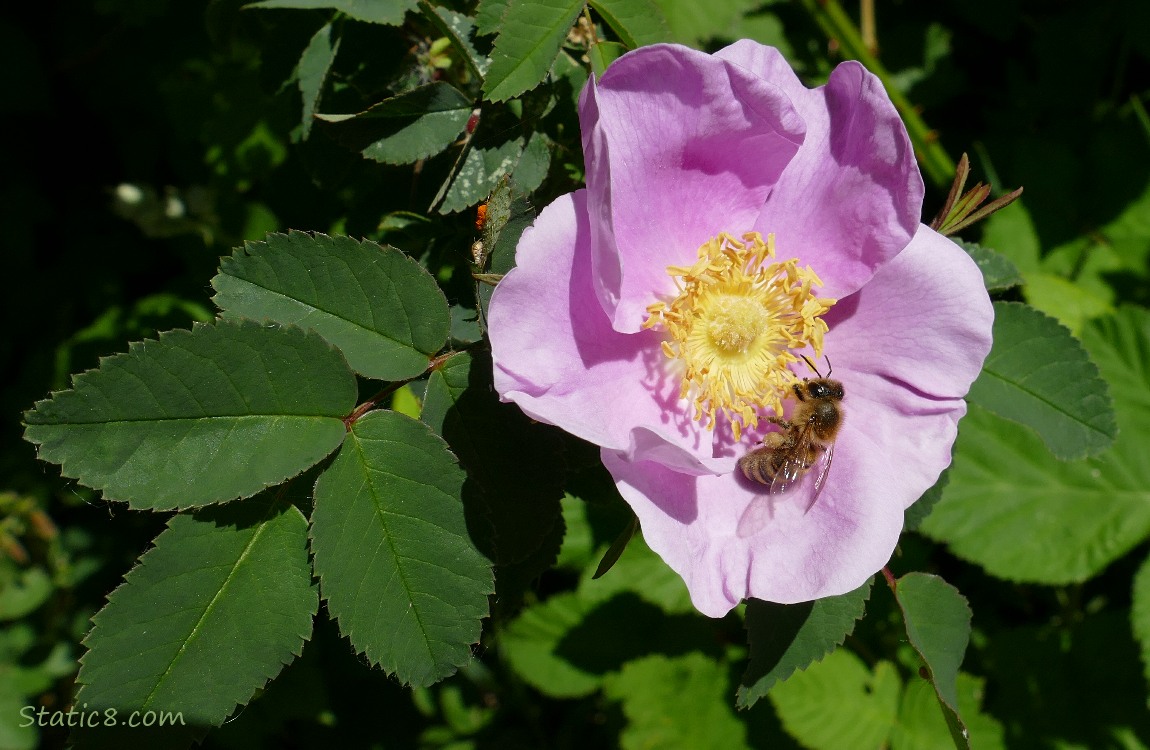 Honey Bee in a pink rose bloom